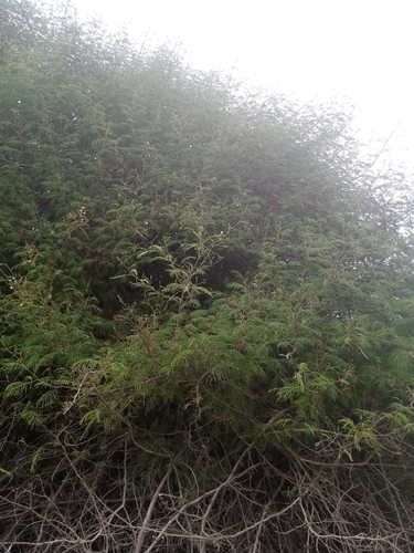 Senegalia erythrocalyx