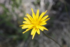 Crepis atribarba