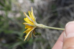 Crepis atribarba