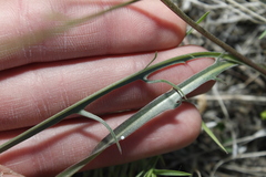 Crepis atribarba