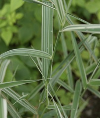 Phalaris arundinacea picta