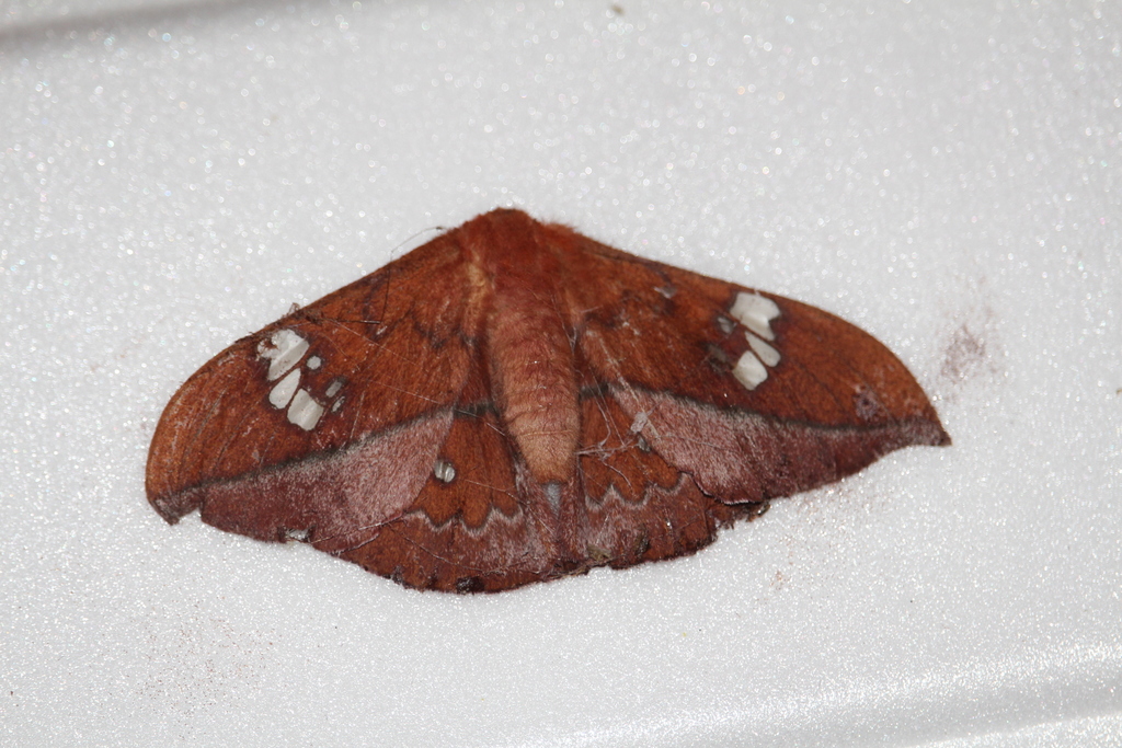 Cricula elaezia