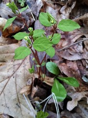 Euphorbia mercurialina
