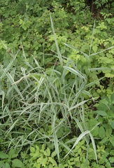 Phalaris arundinacea picta