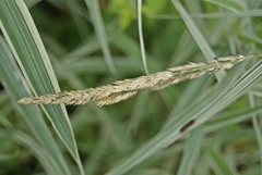 Phalaris arundinacea picta