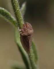 Xerophloea peltata