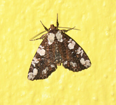 Stibaera
