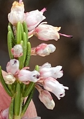 Erica simulans simulans