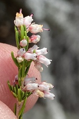 Erica simulans simulans