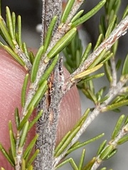 Erica simulans simulans