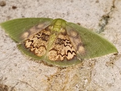 Tachychlora amilletes