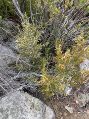 Erica simulans simulans