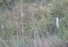Spiranthes bightensis