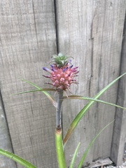 Ananas comosus microstachys