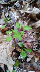 Euphorbia mercurialina