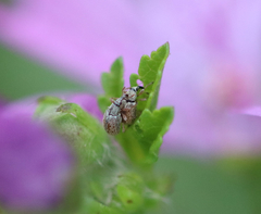 Malvapion malvae