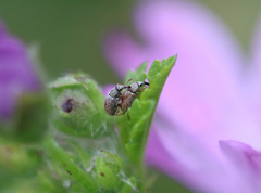 Malvapion malvae