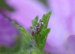 Malvapion malvae