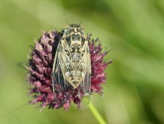 Cicadatra platyptera