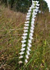 Spiranthes bightensis
