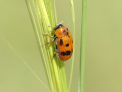 Clytra atraphaxidis