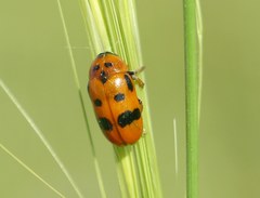 Clytra atraphaxidis