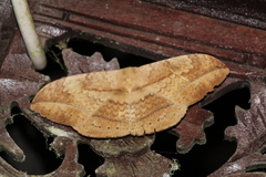 Sphingognatha asclepiades