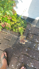 Sempervivum tectorum