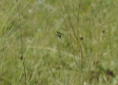 Stizoides tridentatus