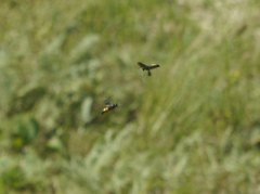 Stizoides tridentatus