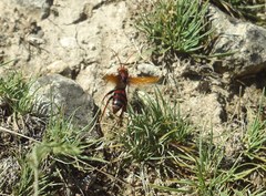 Cryptocheilus rubellus