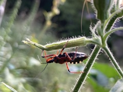 Rhynocoris iracundus