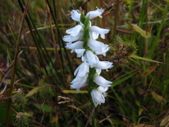 Spiranthes bightensis