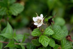 Rubus nepalensis