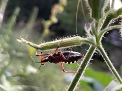 Rhynocoris iracundus