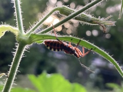 Rhynocoris iracundus