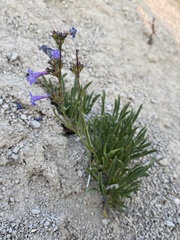 Penstemon aridus