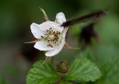 Rubus nepalensis