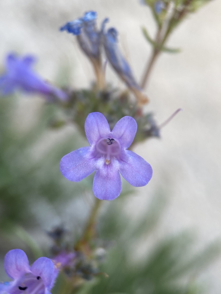 Stiffleaf Penstemon