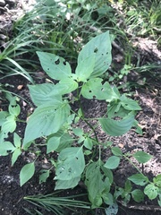 Dicliptera brachiata