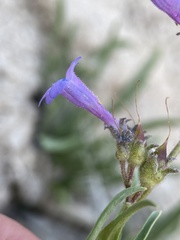 Penstemon aridus