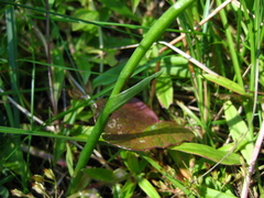 Spiranthes bightensis