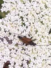 Brachyleptura