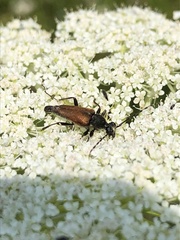 Brachyleptura