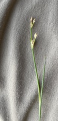 Juncus brachycephalus