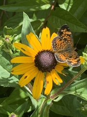 Phyciodes tharos