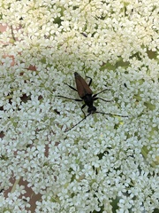 Brachyleptura