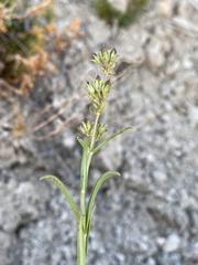 Penstemon aridus
