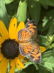 Phyciodes tharos