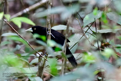 Amblycercus holosericeus